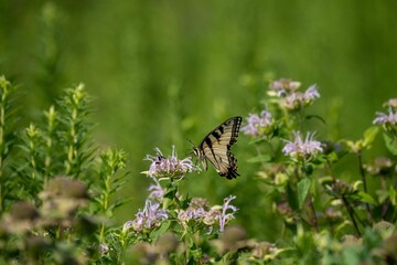 Yellow Eastern Tiger Swallowtail (Papilio glaucus) butterfly perched atop a bouquet of wildflowers