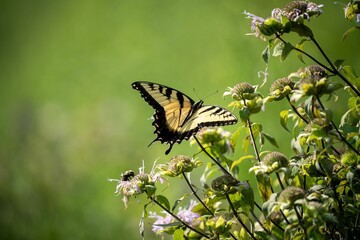 Yellow Eastern Tiger Swallowtail (Papilio glaucus) butterfly perched atop a bouquet of wildflowers