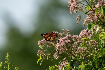 Vibrant Monarch Danaid (Danaus plexippus) butterfly perched on flowers - Powered by Adobe