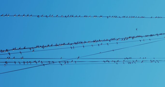 a large flock of swallows sits on electric wires against a blue sky