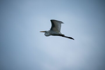 Obraz premium White great egret (Ardea alba) in mid-flight against a clear blue sky