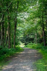 Tree-lined trail with lush greenery in the background
