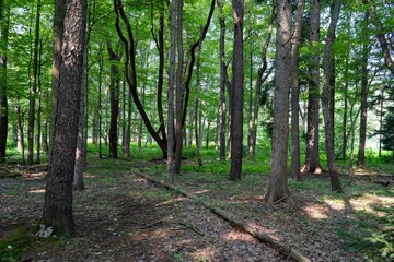 Idyllic scene of a forest-covered landscape