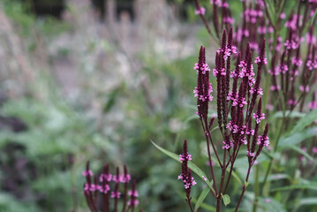 Blumen