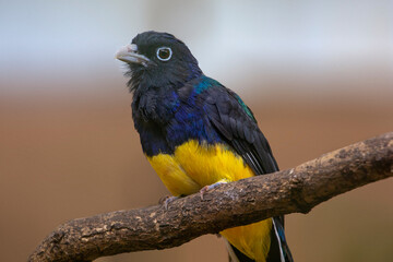 Green-backed trogon perching on a branch of tree. Trogon viridis. High quality photo