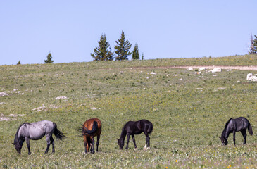 Wild Horses in Summer in the Pryor Mountains Wild Horse Range Montana