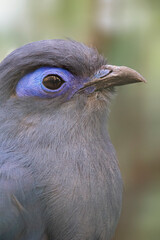 Blue Coua portrait, Coua caerulea. Birds watching. High quality photo