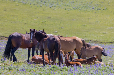 Wild Horses in Summer in the Pryor Mountains Wild Horse Range Montana