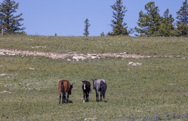 Wild Horses in Summer in the Pryor Mountains Wild Horse Range Montana