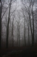Fog in the forest © emar