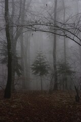 Fog in the forest