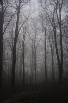 Fog in the forest