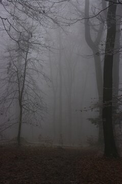 Fog in the forest