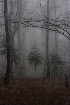 Fog in the forest