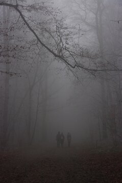 Fog in the forest