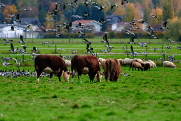 Sheeps, cows and highland cattle eating in a fenced pasture and together with large flock of barnacle geese flying and on the ground on October afternoon 2021 in Helsinki, Finland.