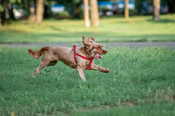 A beautiful thoroughbred Cocker Spaniel runs across a green field.