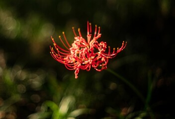 Vibrant red spider lily blooms in a sunlit field of lush green grass