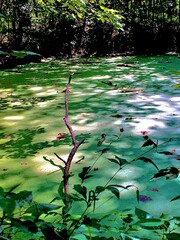 Shadows on the water