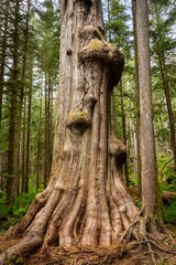 Giant Cedar Tree in Lower Avatar Grove