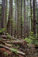 Giant Trees in Upper Avatar Grove
