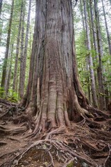 Gnarly Roots Around A Tree in Upper Avatar Grove