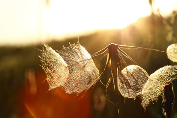 Inflorescence of a large dandelion flower, in the contrasting rays of the setting sun, against the background of a solar panel. A combination of nature and technology.