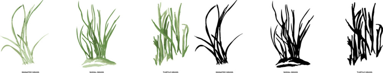 watercolor art vector illustration and PNG of color and black-and-white seagrasses in tampa bay (gulf of Mexico)