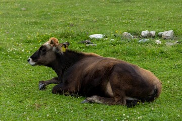 Scenic view of a cow in a green field in mountains in Swing, Georgia