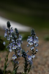 Vertical closeup of a Veronica flower in Chalaadi Trail, Georgia