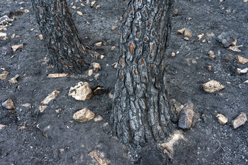 Holm oaks and oak trees burned after a fire in the Sierra de la Culebra, Zamora, Spain.