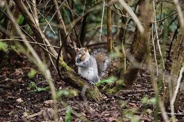 funny squirrel in agony