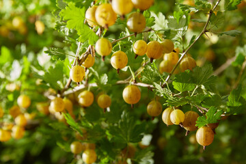 Gooseberries are ripe berries of yellow gooseberries and green leaves growing in the yard in the garden. Harvesting - obrazy, fototapety, plakaty