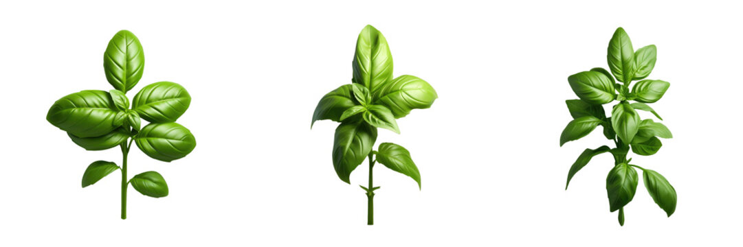 basil that is green