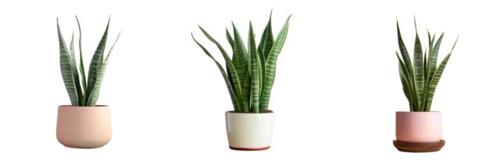 Tuinposter Sansevieria used for indoor decor © TheWaterMeloonProjec