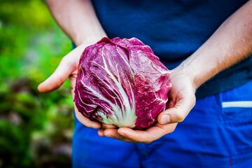 Closeup of a farmer holding freshly harvested cabbage on a farm field