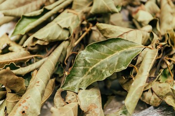 Closeup of dried bay leaves on the wooden table