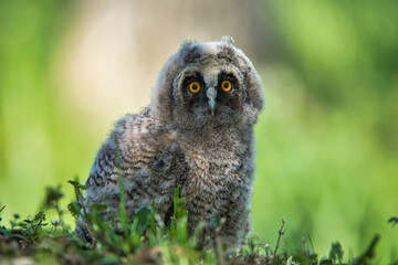 A young owl follows its photographer