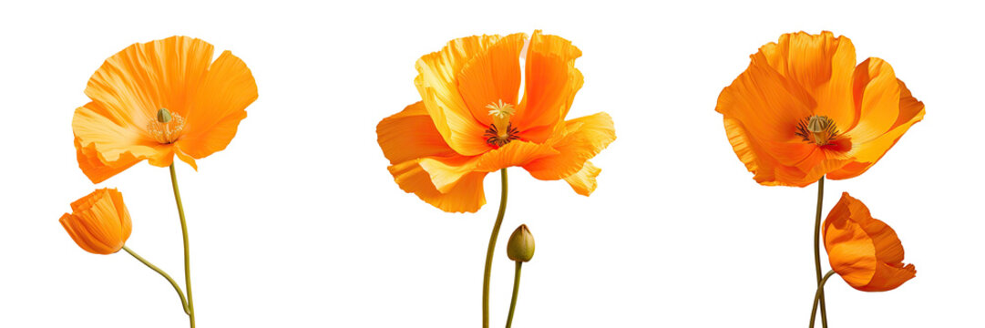 Macro lens closeup of California poppy isolated on transparent background