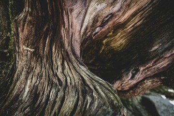 Beautiful closeup of tree branch