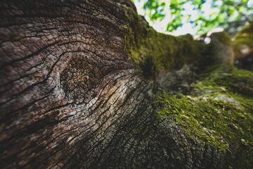 Beautiful closeup of tree branch