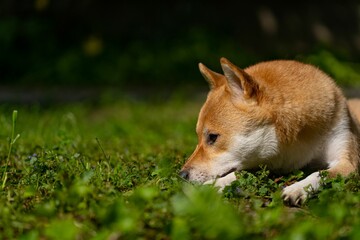 Shiba inu dog peacefully laying down on the grass.
