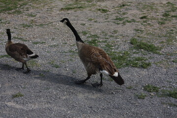 Duck in calgary