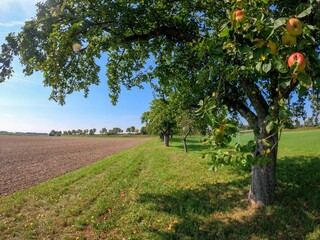 Fototapeta na wymiar Beautiful landscape of the cultivated farmlands with the green apple trees