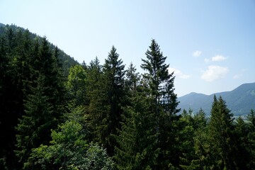Aerial view of the fir forest on the background of the hills