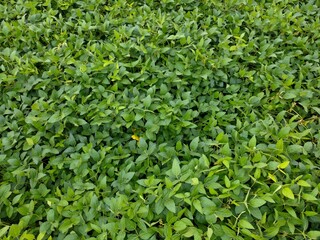Aerial view of a cultivated green field