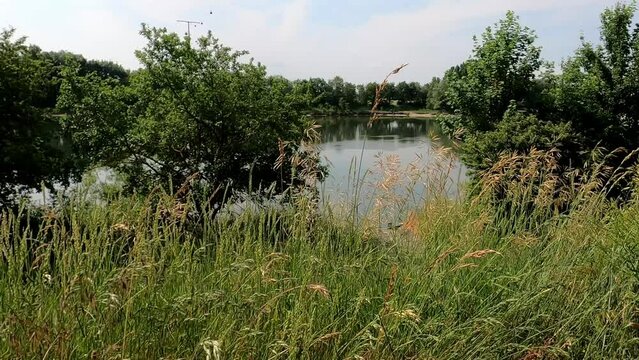 Landscape scene of grass meadow by reflecting pond with trees under blue coudy sky