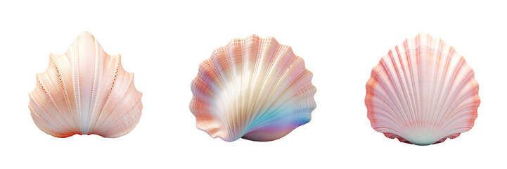 Seashell against transparent background