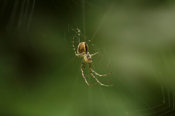 Vue macro d'une araignée au centre de sa toile dans une forêt