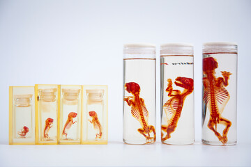 glass and methacrylate jars with red-tinted rabbit fetus skeletons